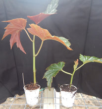 Load image into Gallery viewer, LANA- Angel Wing Begonia  Rooted STARTER  Plant