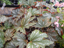 Load image into Gallery viewer, LANA- Angel Wing Begonia  Rooted STARTER  Plant