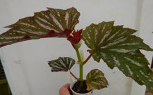 Load image into Gallery viewer, LANA- Angel Wing Begonia  Rooted STARTER  Plant