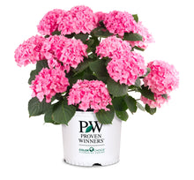 Load image into Gallery viewer, LET'S DANCE BLUE JANGLES~Hydrangea Starter Plant~Blooms from Blue,violet to pink