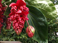 Load image into Gallery viewer, Royal Intenz Magnifica Medinilla Plant~Live Well Rooted STARTER Plant~ VERY RARE