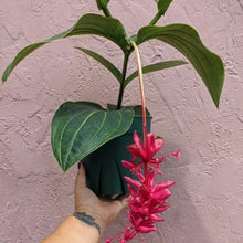 Load image into Gallery viewer, Royal Intenz Magnifica Medinilla Plant~Live Well Rooted STARTER Plant~ VERY RARE