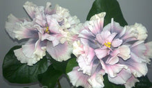 Load image into Gallery viewer, ***Marianne Charleton*** Exotic Tropical Hibiscus Starter Plant