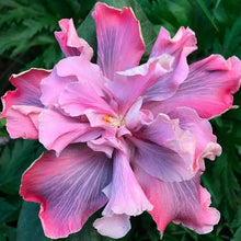 Load image into Gallery viewer, ***Marianne Charleton*** Exotic Tropical Hibiscus Starter Plant