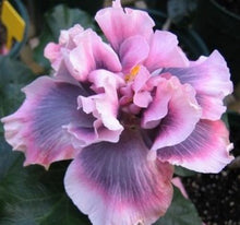 Load image into Gallery viewer, ***Marianne Charleton*** Exotic Tropical Hibiscus Starter Plant