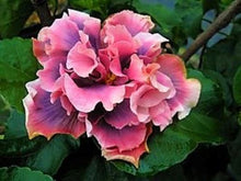 Load image into Gallery viewer, ***Marianne Charleton*** Exotic Tropical Hibiscus Starter Plant