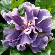 Load image into Gallery viewer, ***Marianne Charleton*** Exotic Tropical Hibiscus Starter Plant