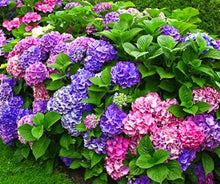 Load image into Gallery viewer, ***MERRITT'S SUPREME*** Hydrangea Macrophylla Starter Plant