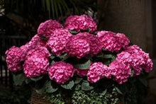 Load image into Gallery viewer, ***MERRITT'S SUPREME*** Hydrangea Macrophylla Starter Plant