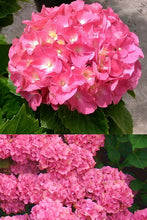 Load image into Gallery viewer, ***MERRITT'S SUPREME*** Hydrangea Macrophylla Starter Plant