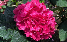 Load image into Gallery viewer, ***MERRITT'S SUPREME*** Hydrangea Macrophylla Starter Plant