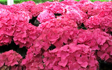 Load image into Gallery viewer, ***MERRITT'S SUPREME*** Hydrangea Macrophylla Starter Plant
