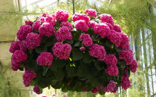 Load image into Gallery viewer, ***MERRITT'S SUPREME*** Hydrangea Macrophylla Starter Plant