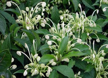 Load image into Gallery viewer, **Musical Notes** Clerodendrum Incisum **Rare Rooted Starter Plant** Unique Blooms**