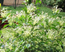 Load image into Gallery viewer, **Musical Notes** Clerodendrum Incisum **Rare Rooted Starter Plant** Unique Blooms**