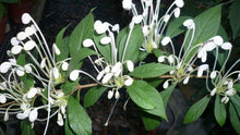 Load image into Gallery viewer, **Musical Notes** Clerodendrum Incisum **Rare Rooted Starter Plant** Unique Blooms**