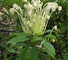 Load image into Gallery viewer, **Musical Notes** Clerodendrum Incisum **Rare Rooted Starter Plant** Unique Blooms**