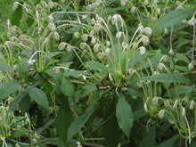 Load image into Gallery viewer, **Musical Notes** Clerodendrum Incisum **Rare Rooted Starter Plant** Unique Blooms**