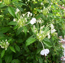 Load image into Gallery viewer, **Musical Notes** Clerodendrum Incisum **Rare Rooted Starter Plant** Unique Blooms**