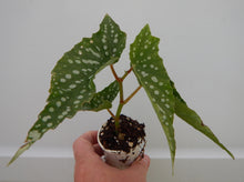 Load image into Gallery viewer, MY SPECIAL ANGEL-Angel Wing Begonia Rooted Starter Plant