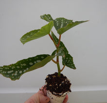 Load image into Gallery viewer, MY SPECIAL ANGEL-Angel Wing Begonia Rooted Starter Plant