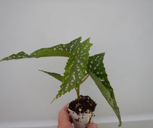 Load image into Gallery viewer, MY SPECIAL ANGEL-Angel Wing Begonia Rooted Starter Plant