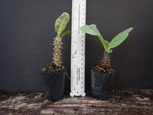 Load image into Gallery viewer, ~~7 DIAMONDS~~Crown Of Thorns-Euphorbia Milii~~CHRIST PLANT~~STARTER PLANT