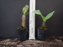 Load image into Gallery viewer, ~~SRI SANGTHONG~~Crown Of Thorns-Euphorbia Milii~~CHRIST PLANT~~STARTER PLANT