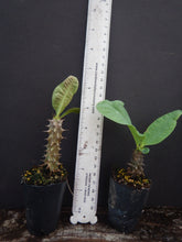 Load image into Gallery viewer, ~~DAO KAENG DUEN~~Crown Of Thorns-Euphorbia Milii~~CHRIST PLANT~~STARTER PLANT