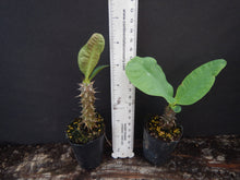 Load image into Gallery viewer, ~~THAI SMILE~~Crown Of Thorns-Euphorbia Milii~~CHRIST PLANT~~STARTER PLANT