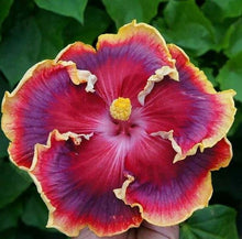 Load image into Gallery viewer, ***NIGHT RUNNER*** Rooted Exotic Tropical Hibiscus Plant***AKA Fancy Hibiscus