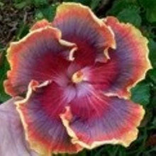 Load image into Gallery viewer, ***NIGHT RUNNER*** Rooted Exotic Tropical Hibiscus Plant***AKA Fancy Hibiscus