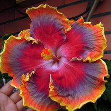 Load image into Gallery viewer, ***NIGHT RUNNER*** Rooted Exotic Tropical Hibiscus Plant***AKA Fancy Hibiscus