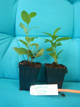 Load image into Gallery viewer, ****ORANGE ZEST** Flowering Jasmine Plant - Cestrum Aurantiacum** ATTRACTS BUTTERFLIES