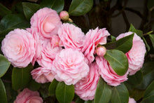 Load image into Gallery viewer, PEARL MAXWELL**** Bicolor Bloom Camellia Japonica-Live Starter Plant
