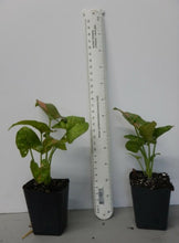 Load image into Gallery viewer, **PINK SPLASH** SYNGONIUM *Starter Plant* Arrowhead *Pink Splashed Leaves* RARE HTF