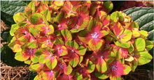 Load image into Gallery viewer, ***Pistachio*** Hydrangea Macrophylla Starter Plant