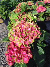 Load image into Gallery viewer, ***Pistachio*** Hydrangea Macrophylla Starter Plant