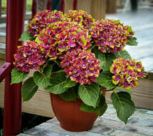 Load image into Gallery viewer, ***Pistachio*** Hydrangea Macrophylla Starter Plant