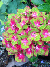 Load image into Gallery viewer, ***Pistachio*** Hydrangea Macrophylla Starter Plant