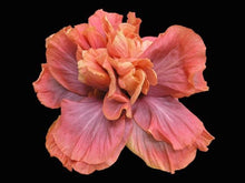 Load image into Gallery viewer, ***QUEEN OF DREAMS*** Small Rooted Exotic Tropical Hibiscus Starter Plant***AKA Fancy Hibiscus