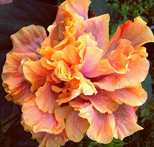 Load image into Gallery viewer, ***QUEEN OF DREAMS*** Small Rooted Exotic Tropical Hibiscus Starter Plant***AKA Fancy Hibiscus