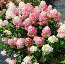 Load image into Gallery viewer, QUICK FIRE FAB~~Hydrangea Starter Plant~Blooms from Snow White to Raspberry