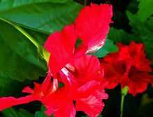Load image into Gallery viewer, *RED LION'S TAIL** POM POM POODLE Tropical Hibiscus Plant***WELL ROOTED**