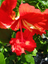 Load image into Gallery viewer, *RED LION'S TAIL** POM POM POODLE Tropical Hibiscus Plant***WELL ROOTED**