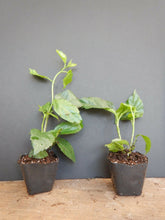 Load image into Gallery viewer, *RED LION'S TAIL** POM POM POODLE Tropical Hibiscus Plant***WELL ROOTED**