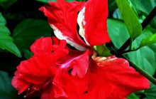 Load image into Gallery viewer, *RED LION'S TAIL** POM POM POODLE Tropical Hibiscus Plant***WELL ROOTED**