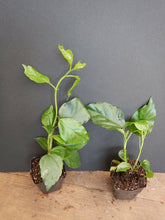 Load image into Gallery viewer, *RED LION'S TAIL** POM POM POODLE Tropical Hibiscus Plant***WELL ROOTED**