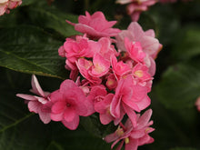 Load image into Gallery viewer, ***ROSY SPLENDOR*** Hydrangea Macrophylla AKA 'Tinkerbell' Starter Plant