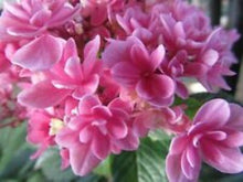 Load image into Gallery viewer, ***ROSY SPLENDOR*** Hydrangea Macrophylla AKA 'Tinkerbell' Starter Plant